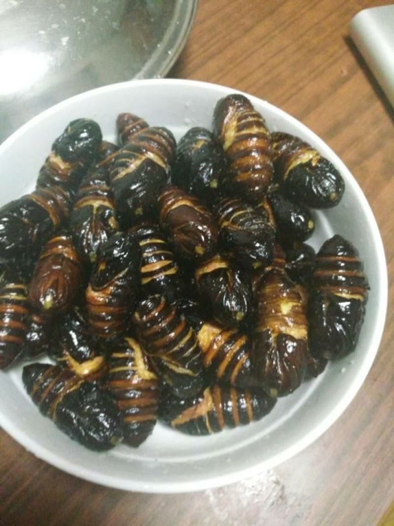 茧蛹