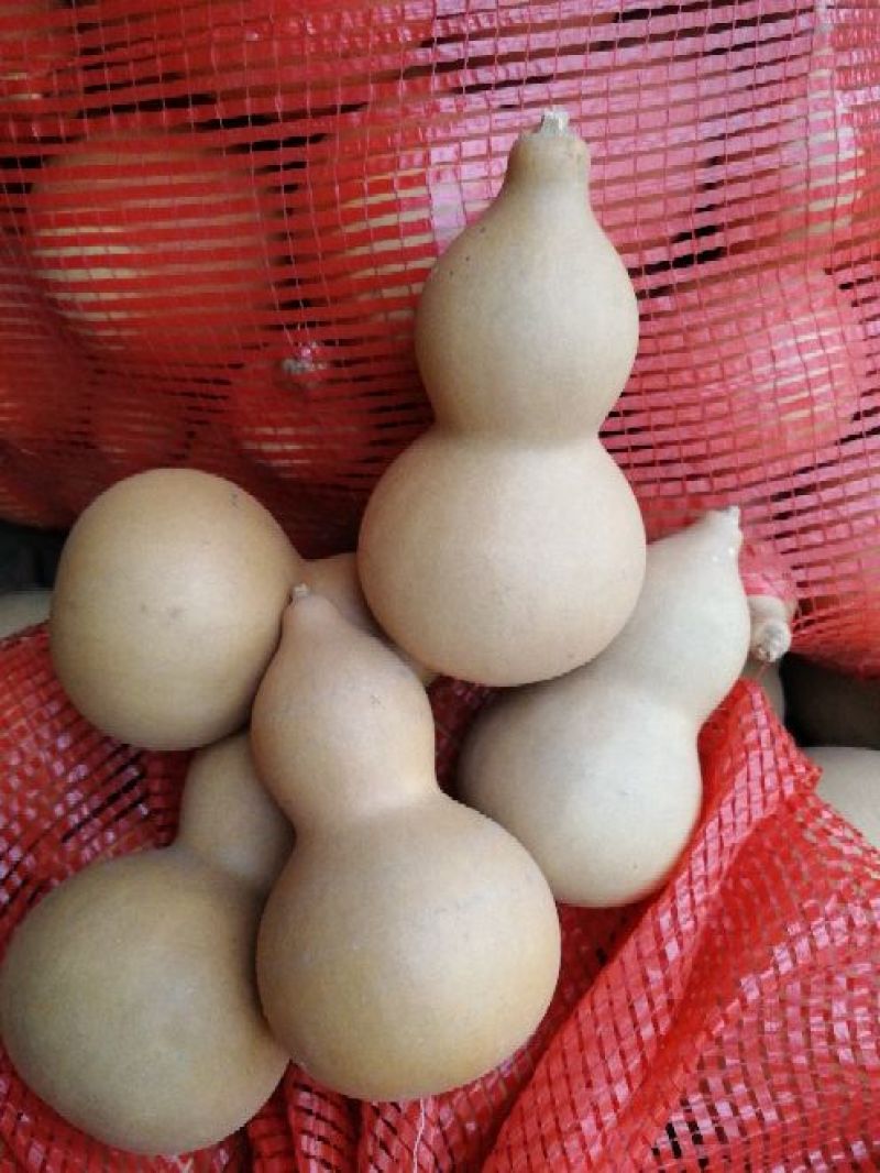 葫芦1-5分左右精品电商货各种规格，品质保证，一条龙服务