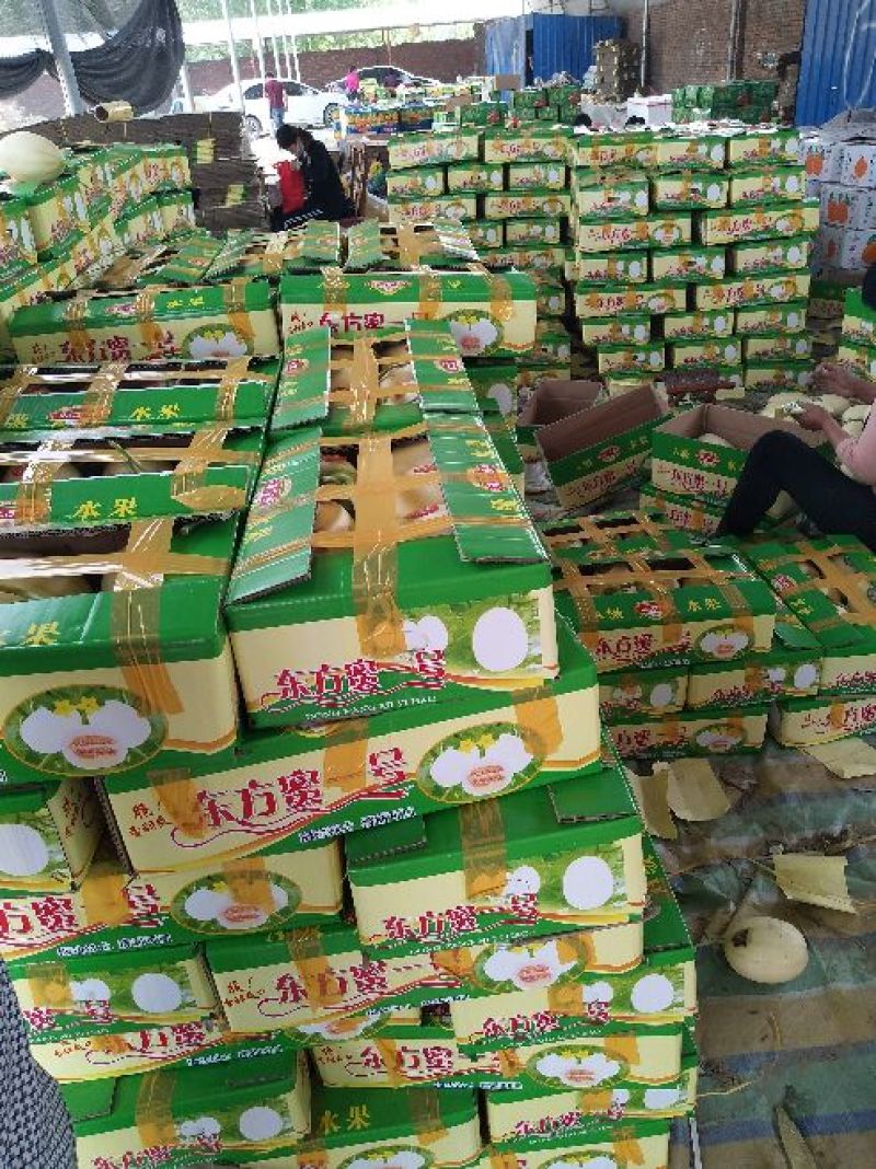 东方蜜甜瓜1.5斤以上精品中国甜瓜香瓜基地