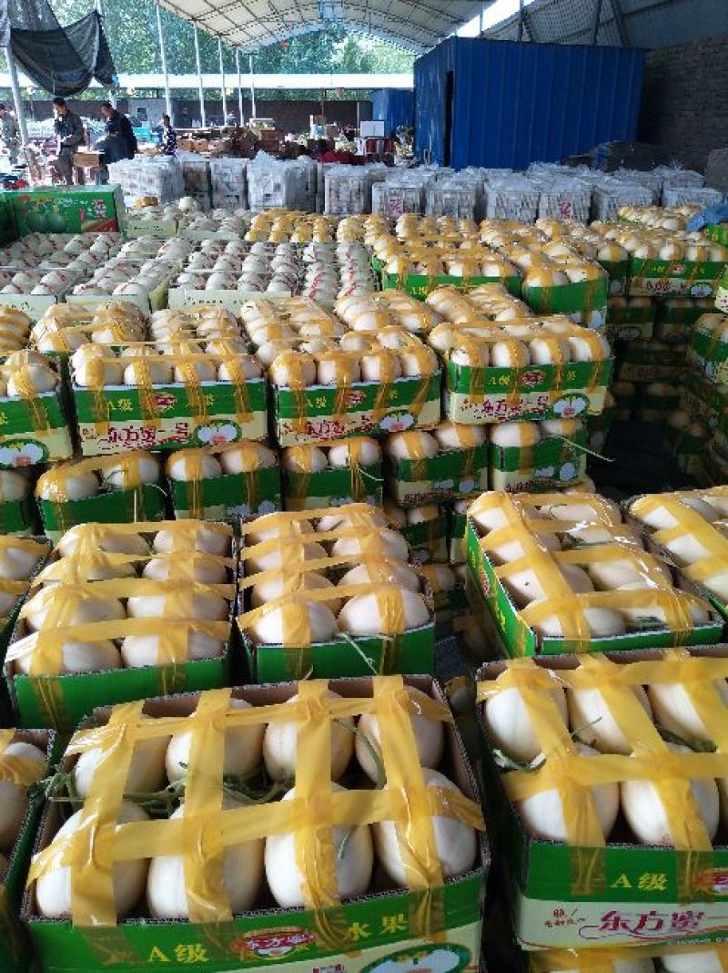 东方蜜甜瓜1.5斤以上精品中国甜瓜香瓜基地