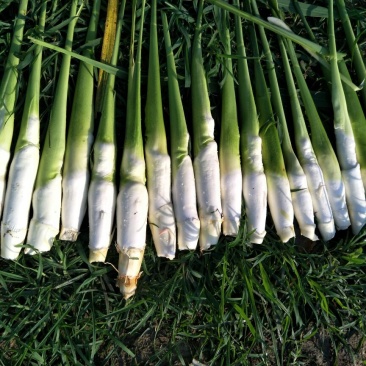 湖北仙桃精品双季茭白/带壳/诚信经营/量大价优