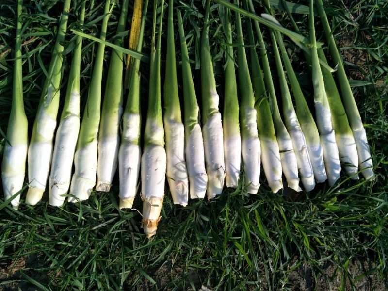 湖北仙桃精品双季茭白/带壳/诚信经营/量大价优