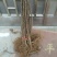 瑞涛苗木有限。布兰瑞克无花果苗80cm以上