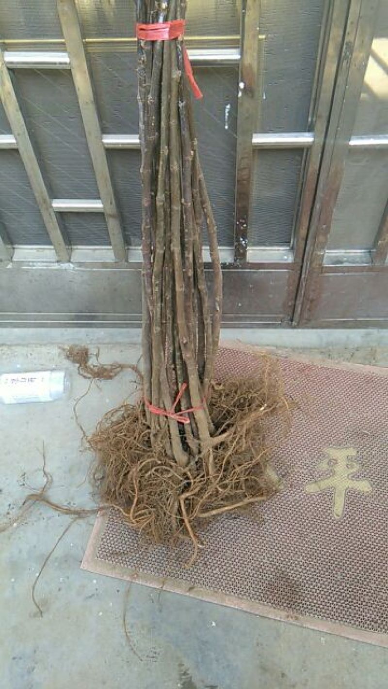 瑞涛苗木有限。布兰瑞克无花果苗80cm以上