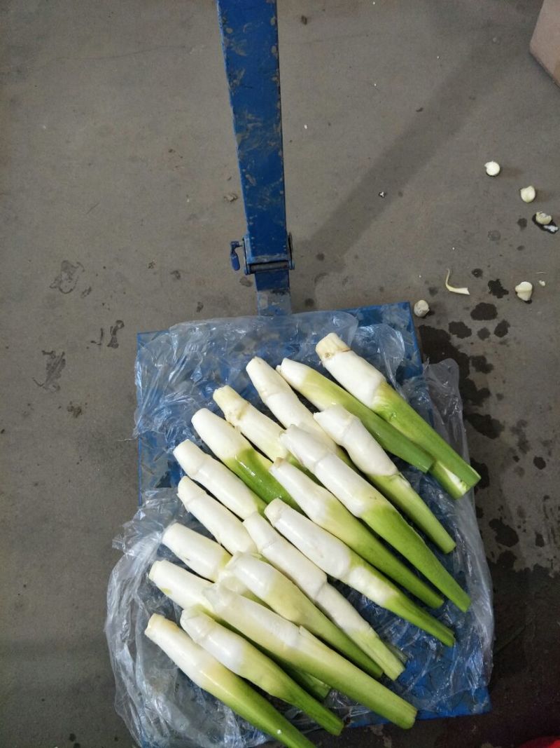 湖北仙桃精品双季茭白/带壳/诚信经营/量大价优