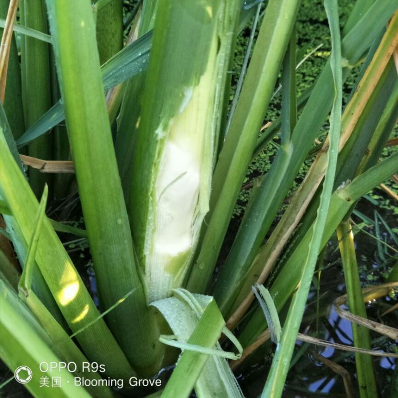 湖北仙桃精品双季茭白/带壳/诚信经营/量大价优
