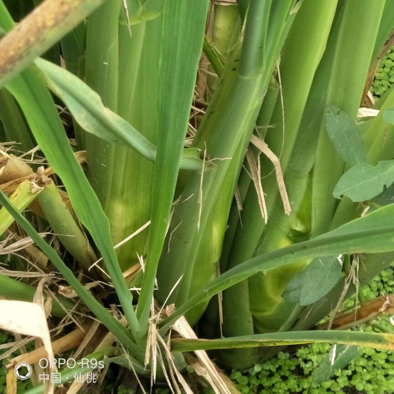 湖北仙桃精品双季茭白/带壳/诚信经营/量大价优