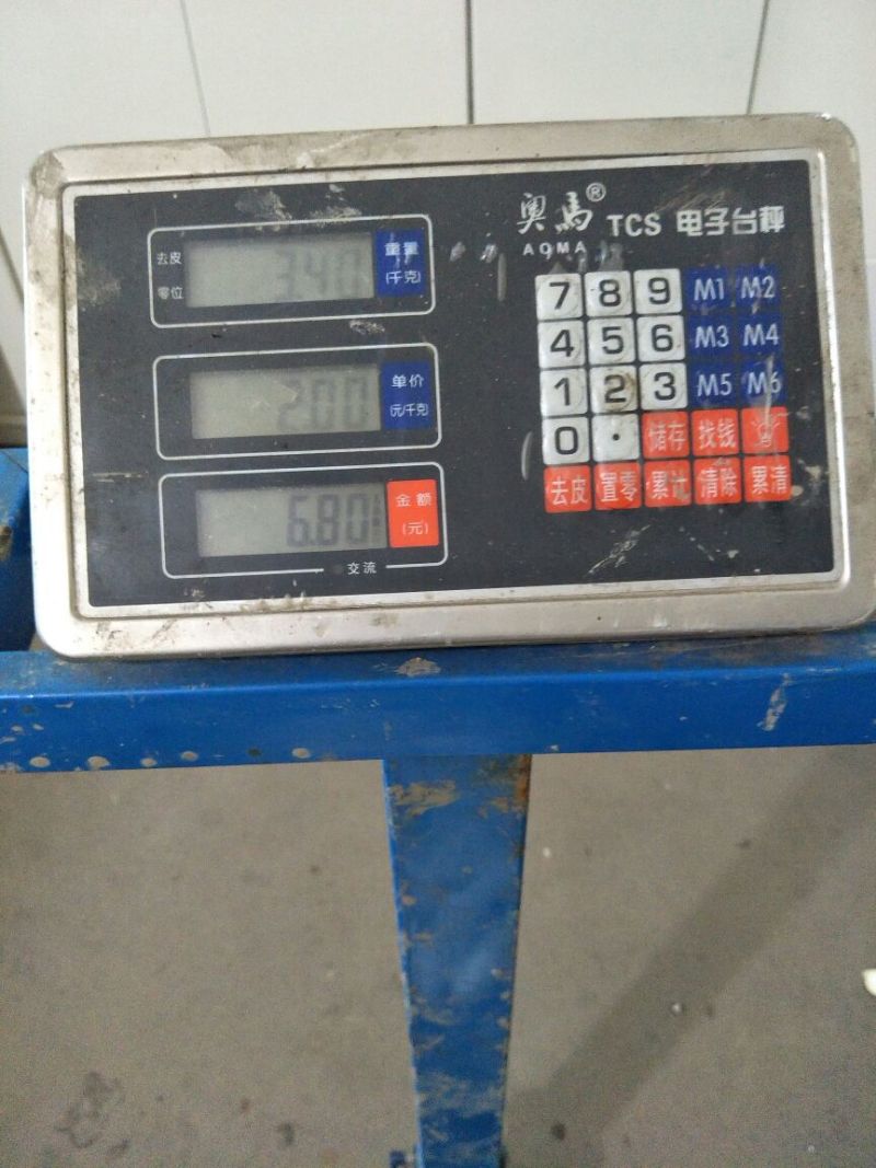 湖北仙桃精品双季茭白/带壳/诚信经营/量大价优