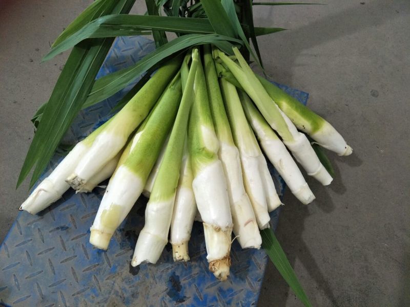 湖北仙桃精品双季茭白/带壳/诚信经营/量大价优