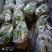 湖北仙桃精品双季茭白/带壳/诚信经营/量大价优