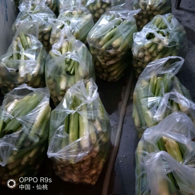 湖北仙桃精品双季茭白/带壳/诚信经营/量大价优