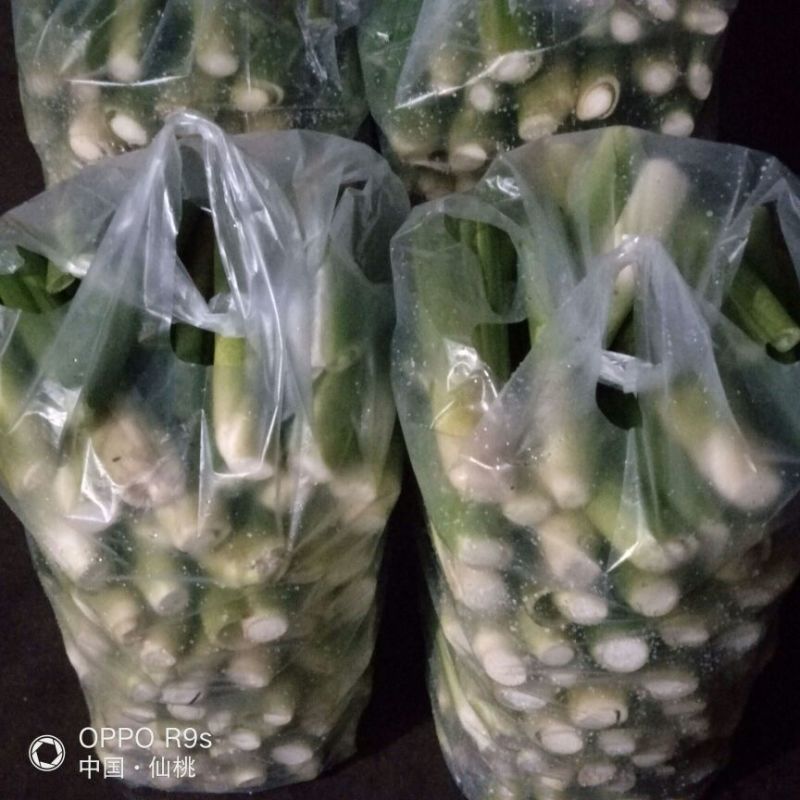 湖北仙桃精品双季茭白/带壳/诚信经营/量大价优