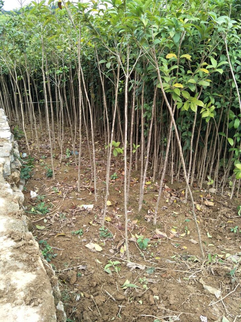 桂花苗桂花袋苗120cm以上