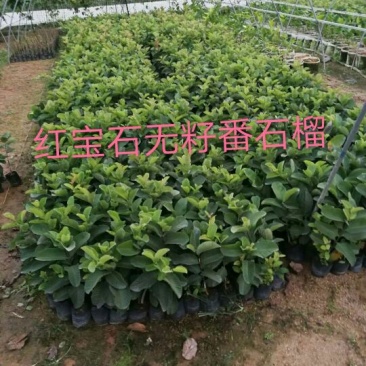 红宝石芭乐苗