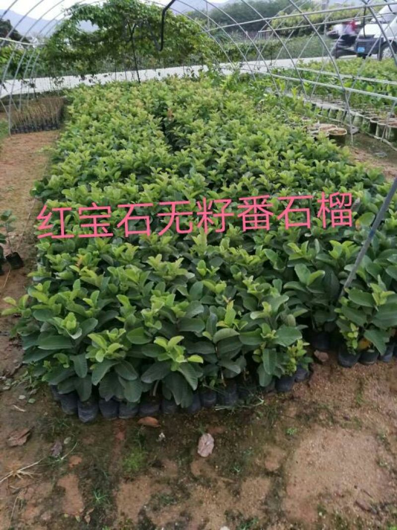 红宝石芭乐苗