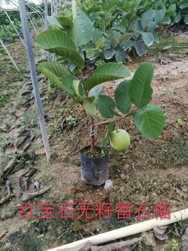 红宝石芭乐苗