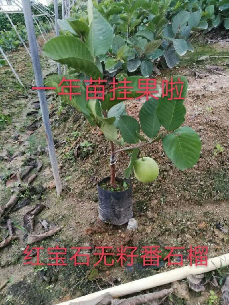 红宝石芭乐苗