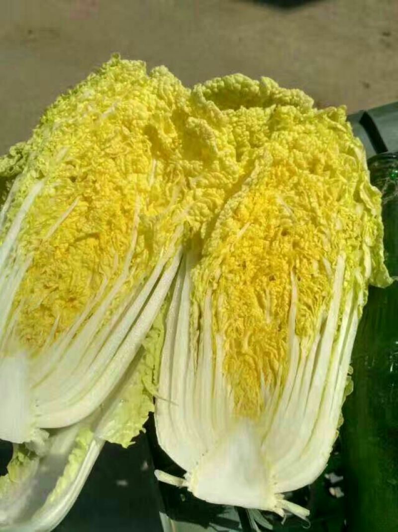 河南优质黄心娃娃菜7~10两以上大量出货中