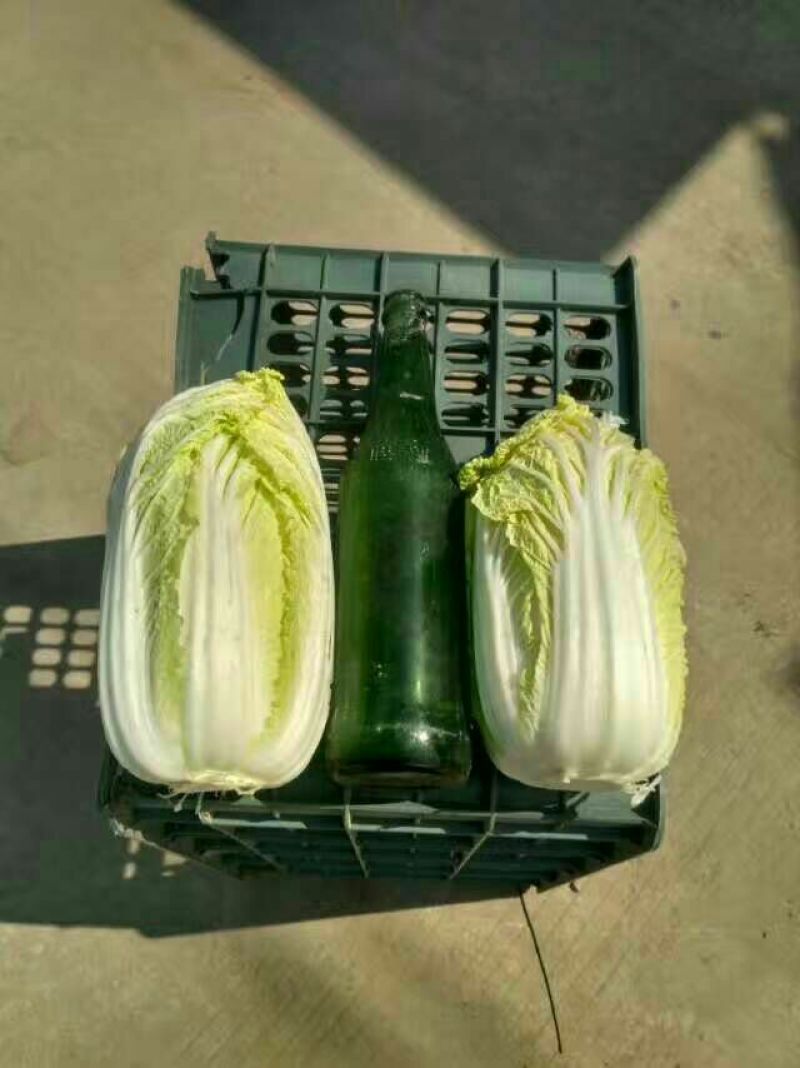 河南优质黄心娃娃菜7~10两以上大量出货中