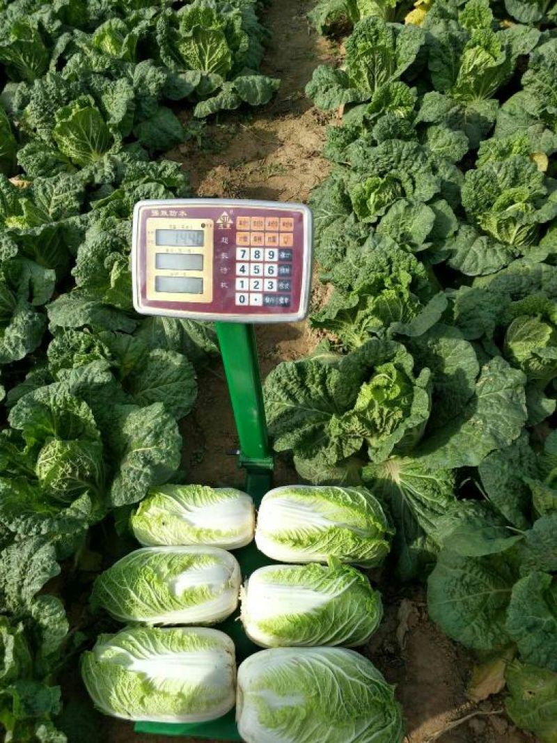 河南优质黄心娃娃菜7~10两以上大量出货中