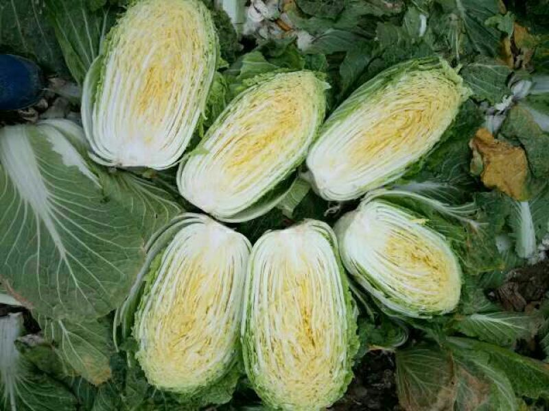 河南优质黄心娃娃菜7~10两以上大量出货中