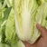 河南优质黄心娃娃菜7~10两以上大量出货中