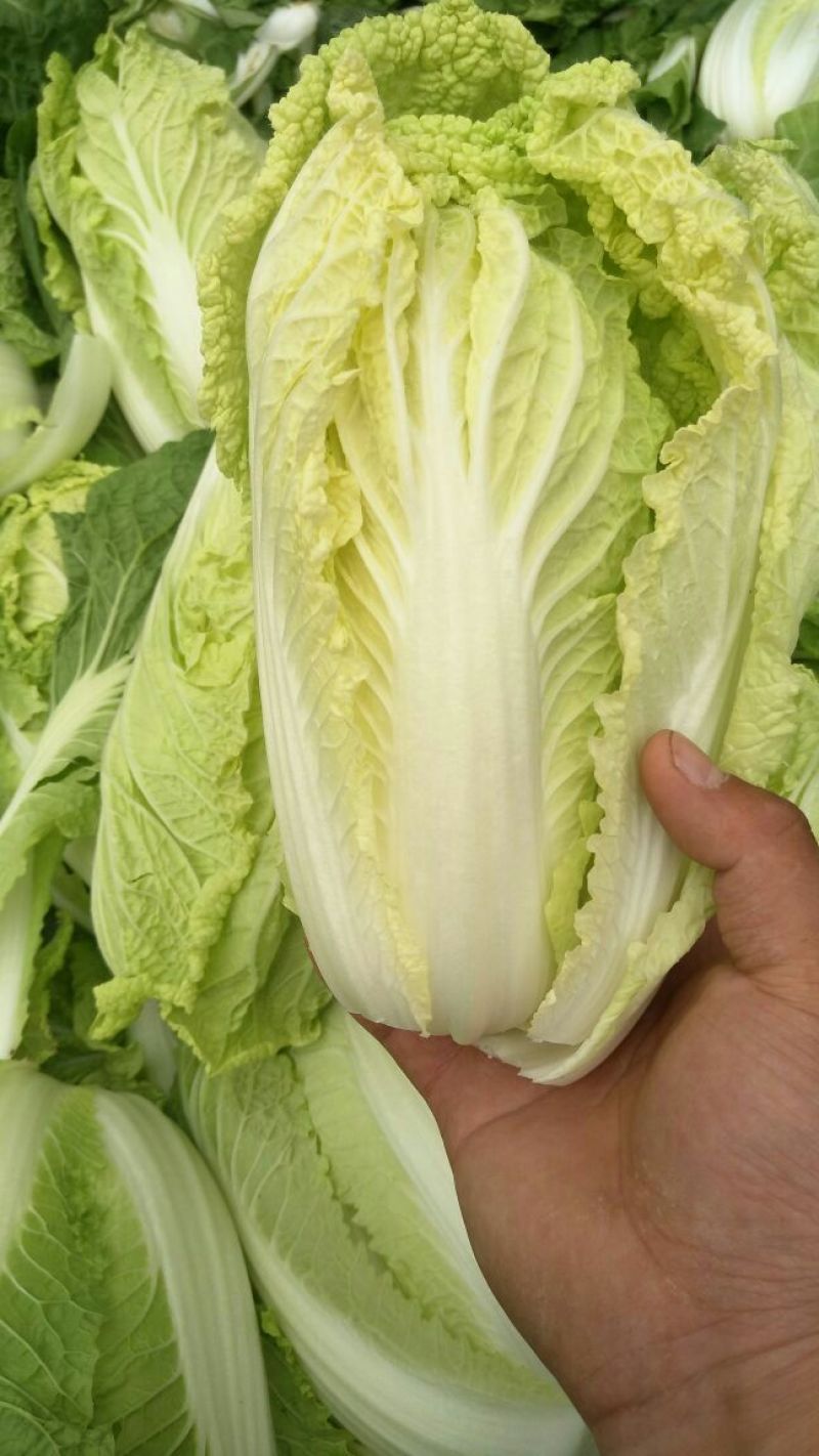 河南优质黄心娃娃菜7~10两以上大量出货中