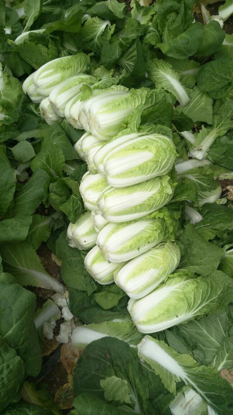 河南优质黄心娃娃菜7~10两以上大量出货中