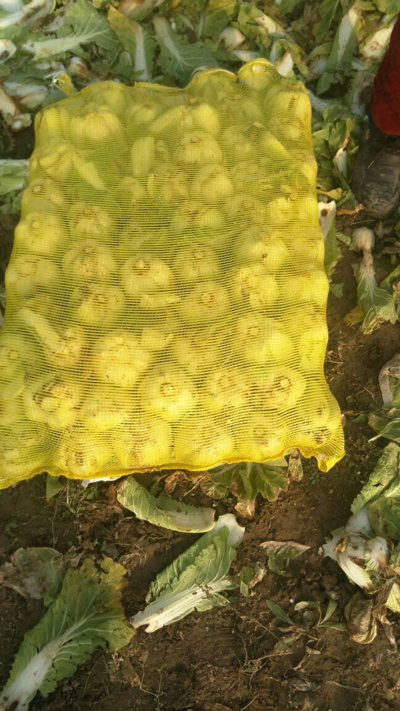 河南优质黄心娃娃菜7~10两以上大量出货中