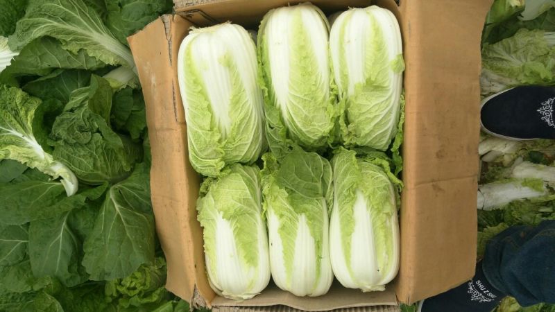 河南优质黄心娃娃菜7~10两以上大量出货中