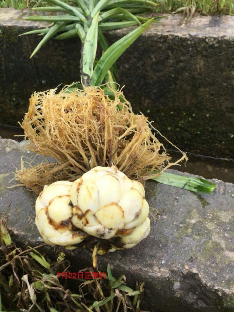 鲜百合三头药食两用