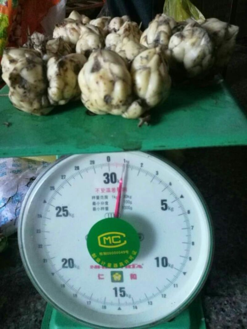 鲜百合三头药食两用