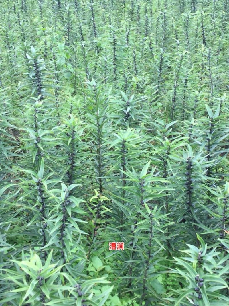 鲜百合三头药食两用