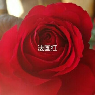 月季苗10~20cm本公司常年出售各种玫瑰花小苗，卡罗