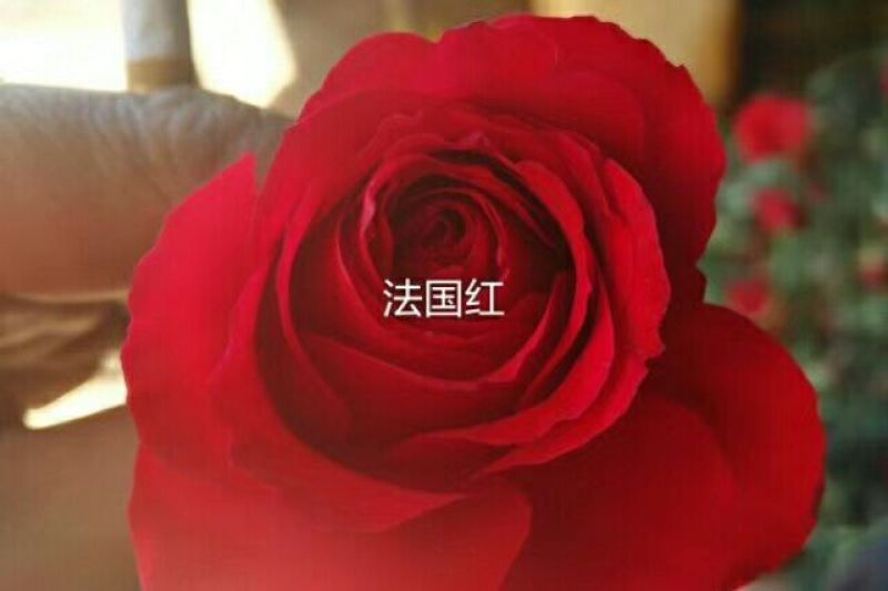 月季苗10~20cm本公司常年出售各种玫瑰花小苗，卡罗