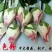 月季苗10~20cm本公司常年出售各种玫瑰花小苗，卡罗