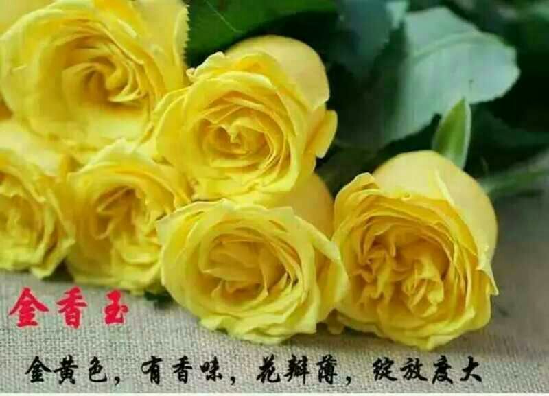 月季苗10~20cm本公司常年出售各种玫瑰花小苗，卡罗