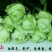 月季苗10~20cm本公司常年出售各种玫瑰花小苗，卡罗