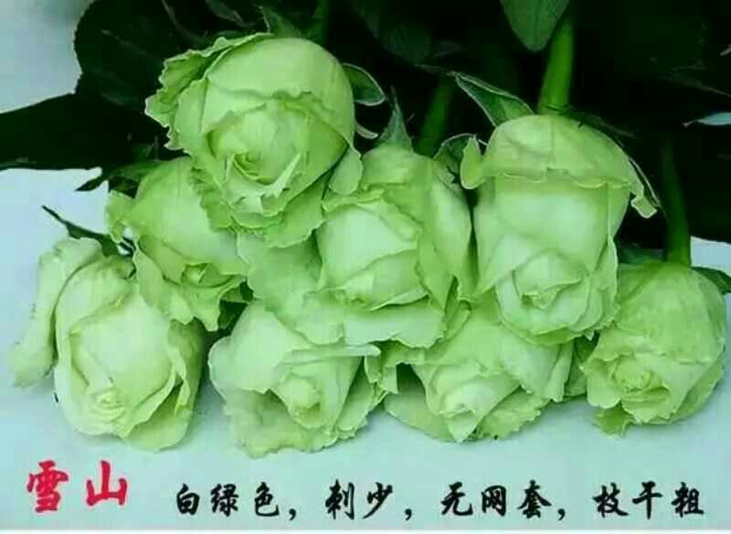月季苗10~20cm本公司常年出售各种玫瑰花小苗，卡罗