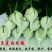 月季苗10~20cm本公司常年出售各种玫瑰花小苗，卡罗