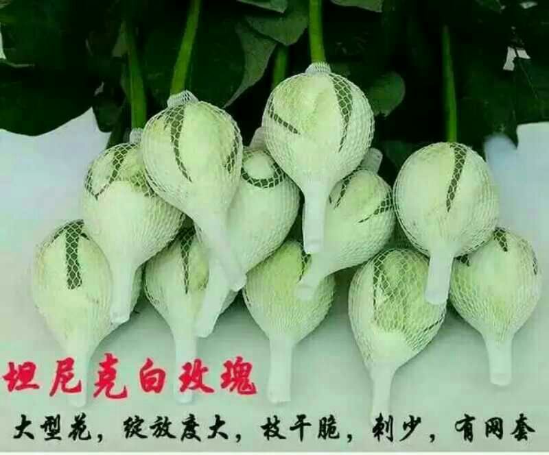 月季苗10~20cm本公司常年出售各种玫瑰花小苗，卡罗