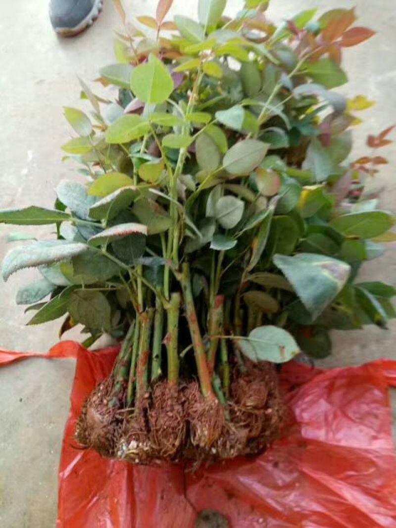 月季苗10~20cm本公司常年出售各种玫瑰花小苗，卡罗