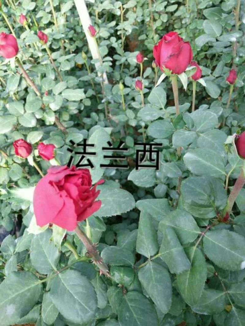月季苗10~20cm本公司常年出售各种玫瑰花小苗，卡罗