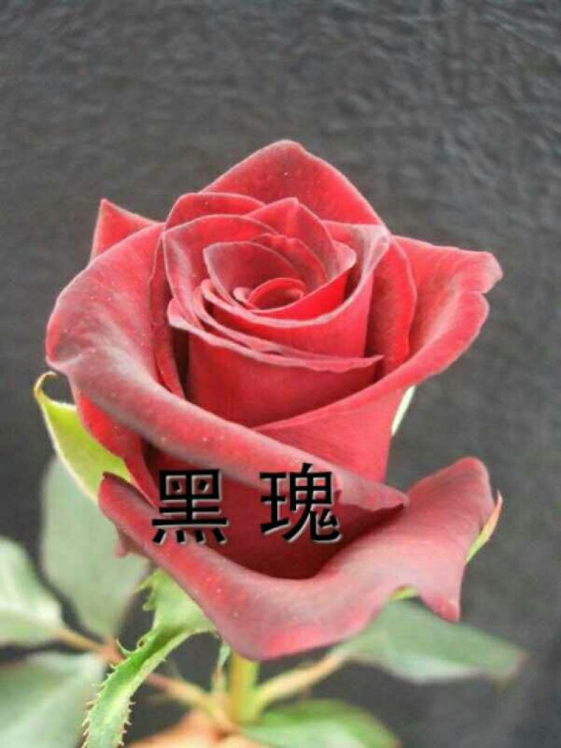 月季苗10~20cm本公司常年出售各种玫瑰花小苗，卡罗