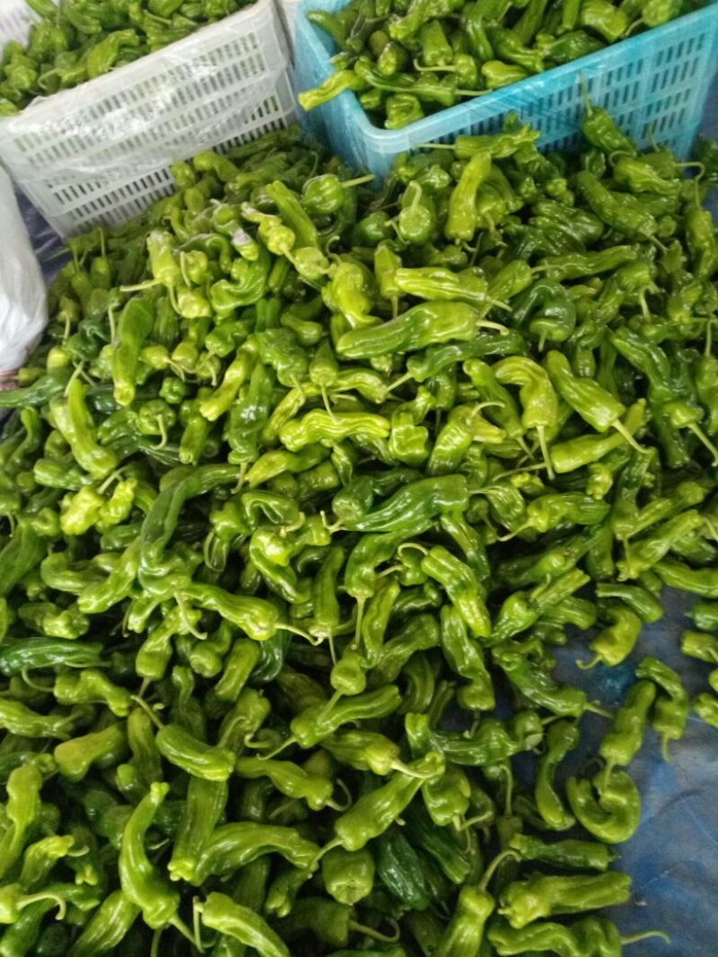 薄皮椒鲜辣椒，芜湖椒，大量上市，欢迎客户光临，合作共赢。