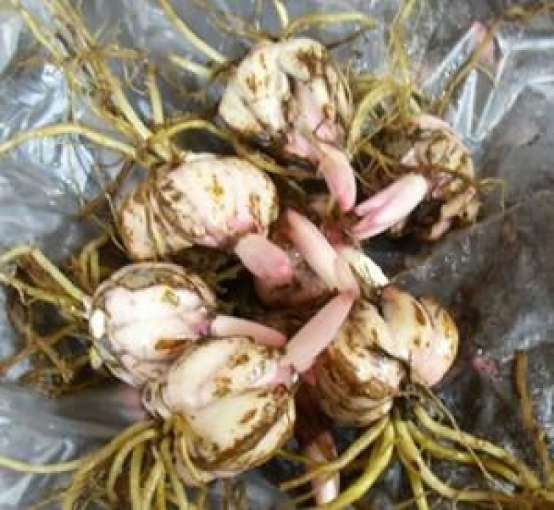 荷南进口郁金香种球批发价格
