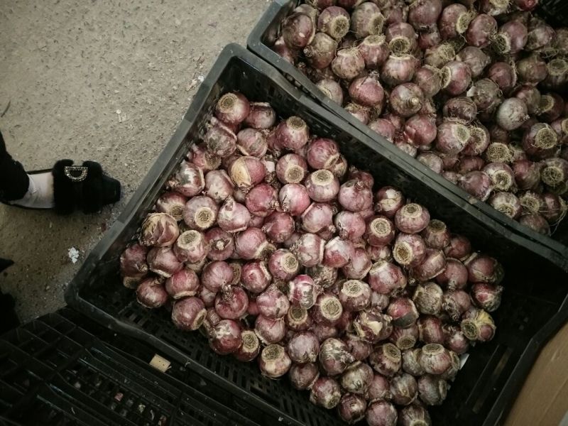 荷南进口郁金香种球批发价格