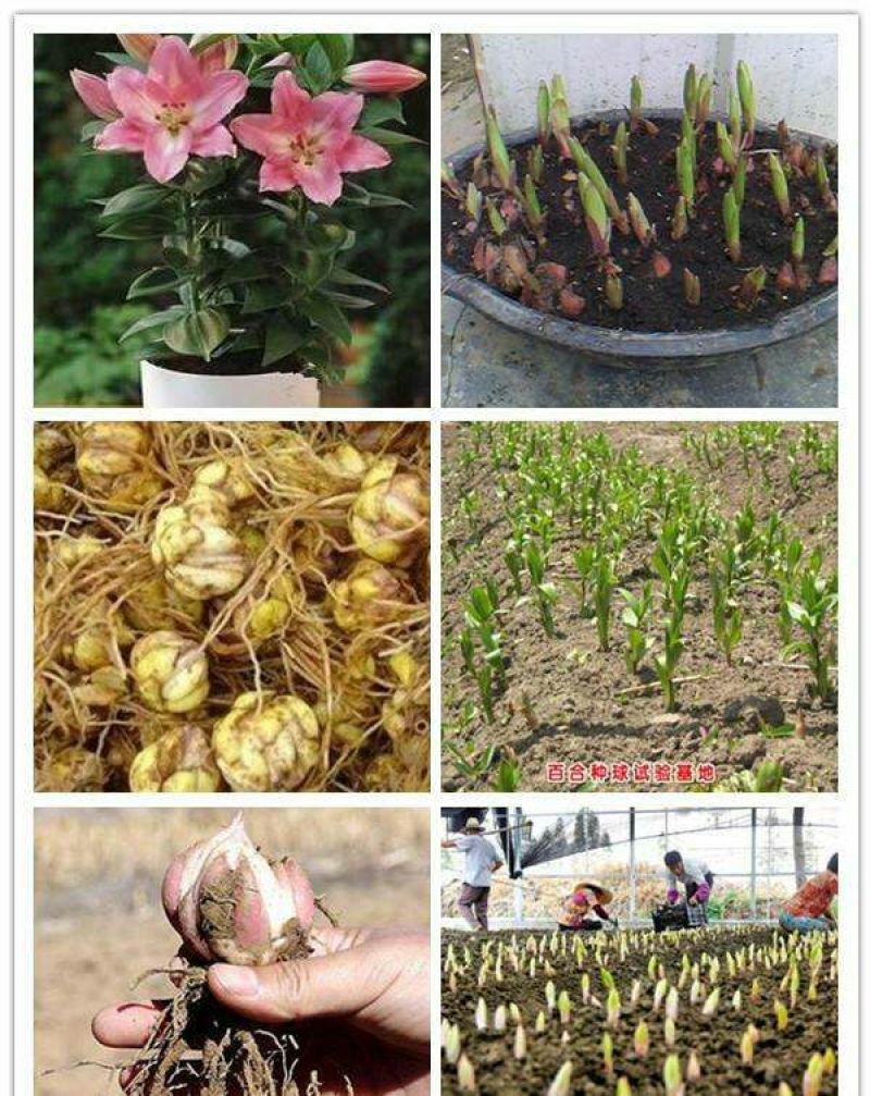 荷南进口郁金香种球批发价格