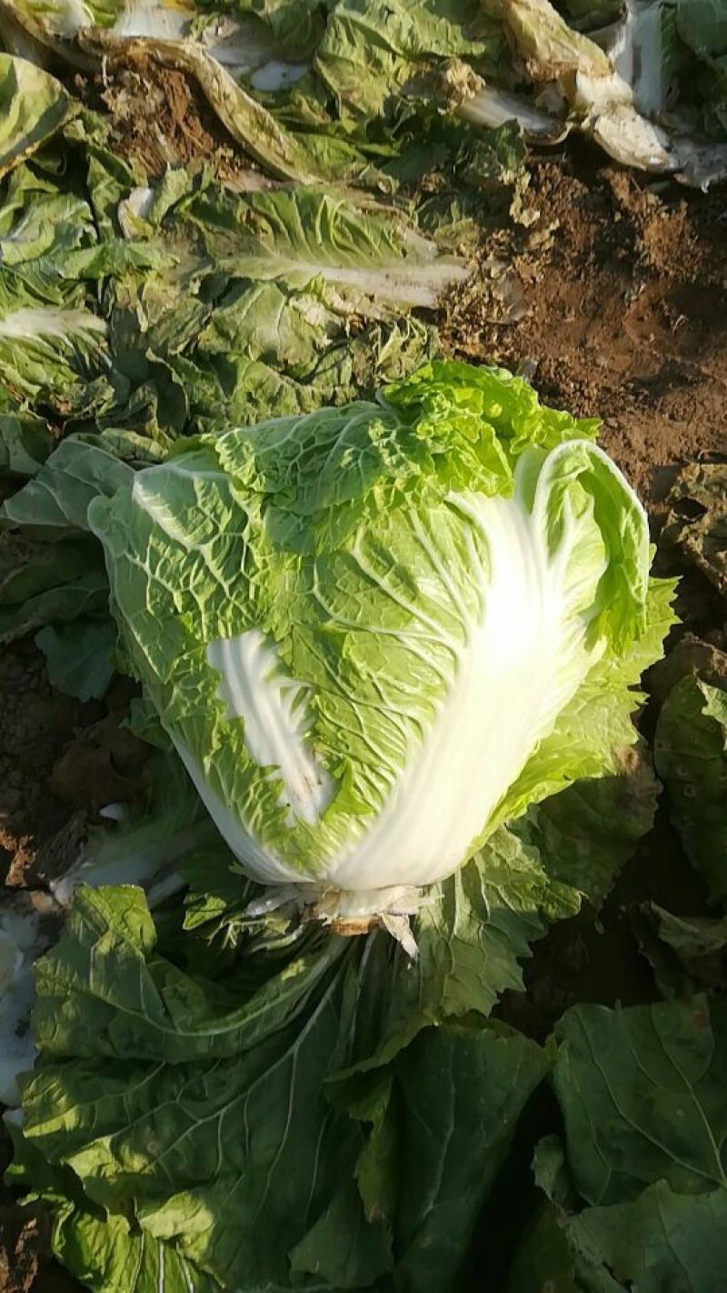 精品大白菜净菜2~3斤欢迎询价产地直发电话联系