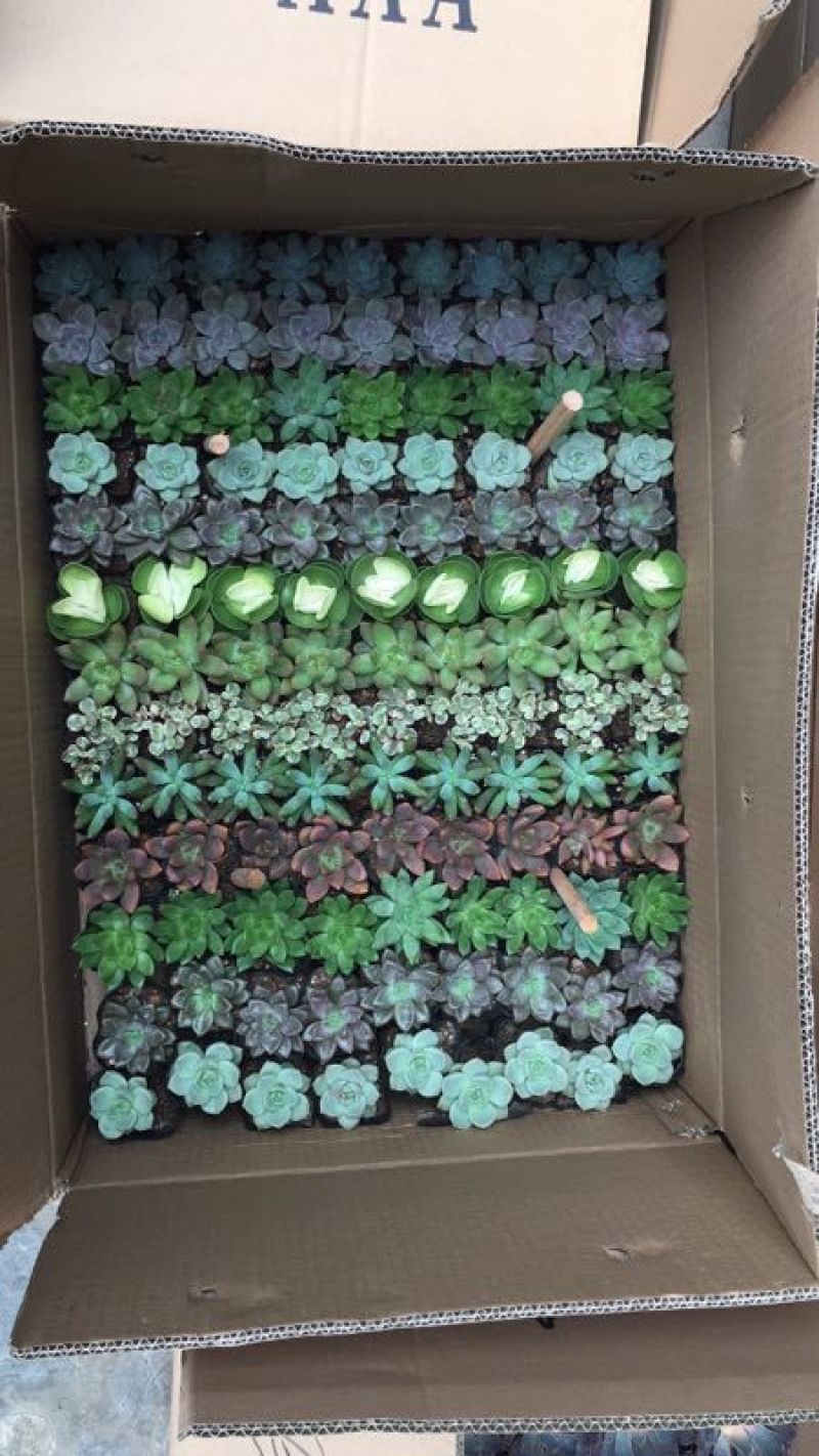 多肉植物，含盆，肉肉的美